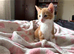 X3 boy kittens
