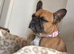 4 year old frenchie girl