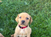 F1 Labrador x Hungarian Vizsla Puppies