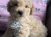 Cockapoo puppies