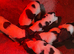 Kc registered English springer spaniel pups