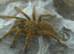 Tarantulas for sale