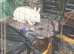pure white male netherland dwarf