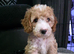 READY NOW - 2 Gorgeous Female Cockapoo Puppies Remaining