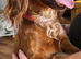 Cocker spaniel looking for forever home..