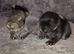 Beautiful Socialised Kits