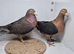GIMPLE RARE COLOUR RACING PIGEONS