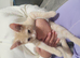 Sphynx cross ragdoll kittens ready now