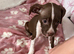 Staffy female pup
