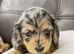 Stunning Silver Dapple Dachshunds