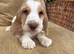 KC Registered Cocker Spaniels