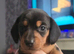 Minature dachshund boy