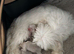 Imperial Shih Tzu puppies for sale
