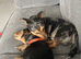 2 loving dachshunds