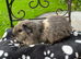 Lemon agouti Cali Teddy female guniea pig