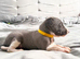 Whippet puppies