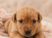 Kc Reg Labrador pups, Field Trial Champion Bloodlines