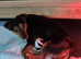 Lovely Jack Russell pups for sale