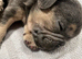 4 adorable pups waiting for their forever homes