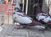 Meulman breeder pair