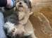 Shihtzu girl 2 years