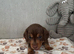 +*+*Outstanding KC Reg Miniature Dachshund Puppies - Ready Now*+*+