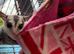White face normal sugar gliders males