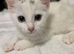 Kittens for sale