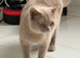 GCCF registered British Shorthair