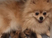 Pomeranian puppies