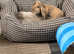 Mini lop