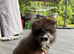 Pomeranian puppy