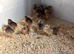 Cream crested legbars