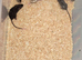 Fancy Mice Babies available, Mostly Females