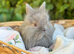 Fluffy baby lionlops *last two of litter left*