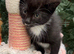 RAGDOLL CROSS BOY READY NOW