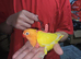 Super tame baby lovebirds