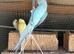 Blue Indian ring neck