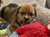 Boxer x Rottweiler (Boxweiler)