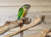 Baby Green Cheek Conure,,1