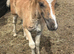 Mare and filly foal for sale