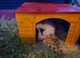 Two bonded female Guinea Pigs