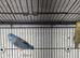 Finches canarys doves parakeets parrots