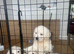 Stunning KC reg Show line Golden Retriever Puppies