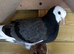 Birmingham rollers pigeons