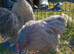 Lavender Pekin pair