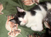 4 loving beautiful kittens ready 15th