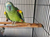 Blue front amazon parrot