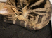 Two kittens looking for new home.