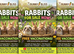 Bunnies for sale now!